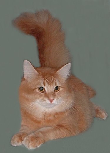 Juri's Colja, sibirische Katze, Siberian